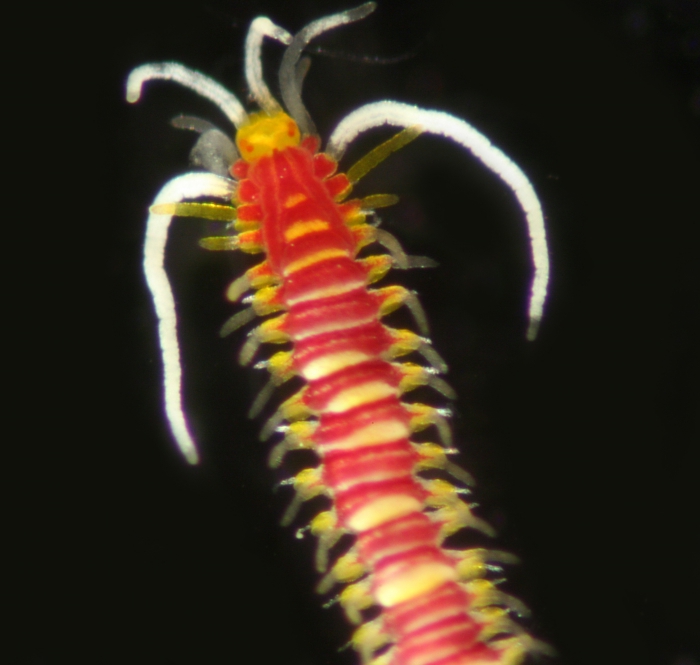 Myrianida puladilaw