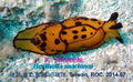 Pleurobranchida