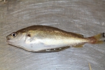 Gadiformes