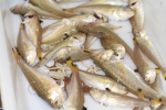 Perciformes