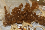 Bryozoa