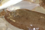 Pleuronectiformes