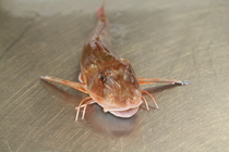 Tub gurnard - Chelidonichthys lucerna