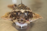 Perciformes