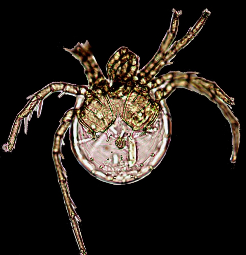 Litarachna lopezae sp. n Litarachna lopezae sp. n