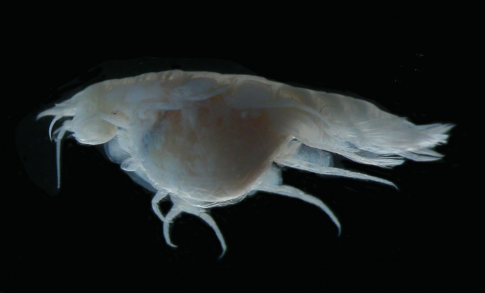 Cyclocaris lowryi Cyclocaris lowryi