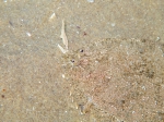 Pleuronectiformes