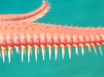 Asteroidea (starfish)