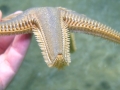 Asteroidea (starfish)