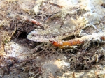 Gobius couchi (male)