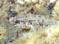 Actinopterygii