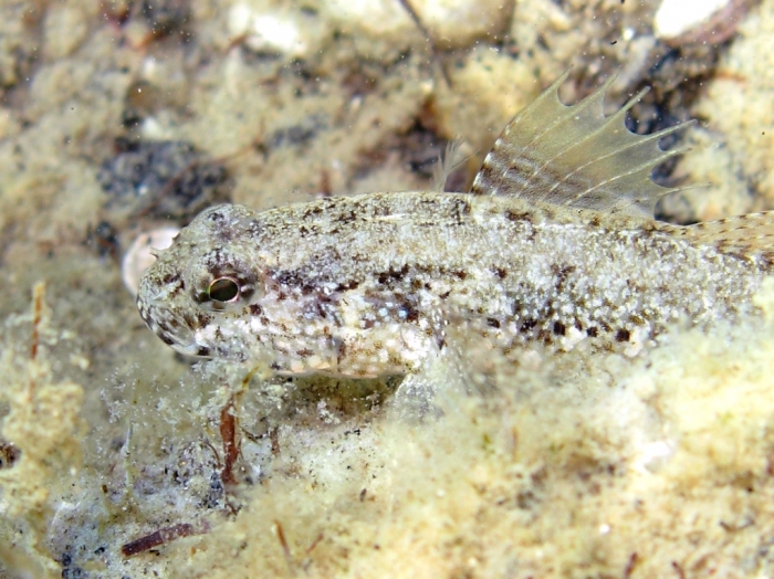 Gobius couchi (male)