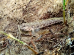 Gobius couchi (male)