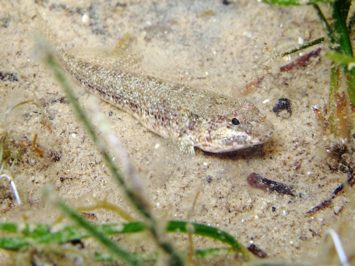 Gobius couchi (female)