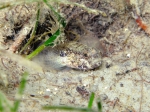 Gobius couchi (male)