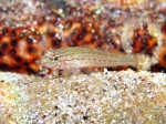 Gobius fallax (juvenile)