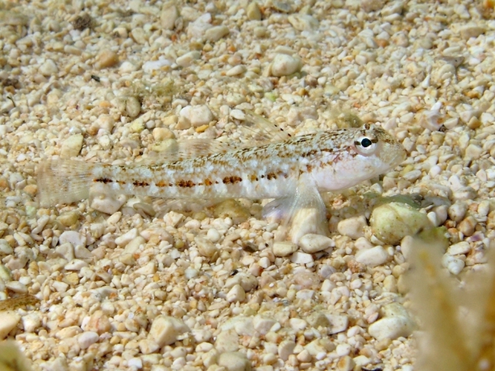 Gobius roulei (female)