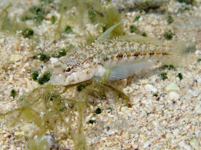 Gobius roulei (male)