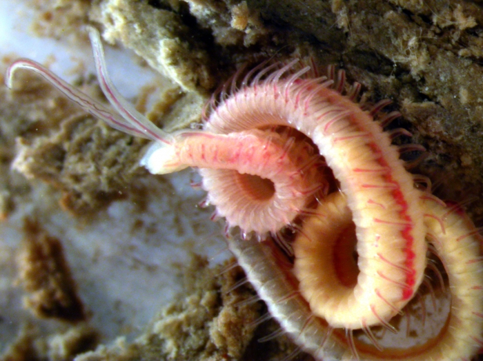 Polydora websteri in a New Zealand Crassostrea gigas oyster, both introduced alien species