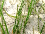Syngnathiformes