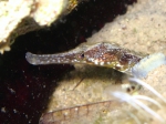 Syngnathiformes