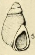Rissoina parvilirata Suter, 1906, author: Faber, Marien