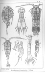 Pl. 7 Body