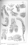 Pl. 8 mouthparts and legs