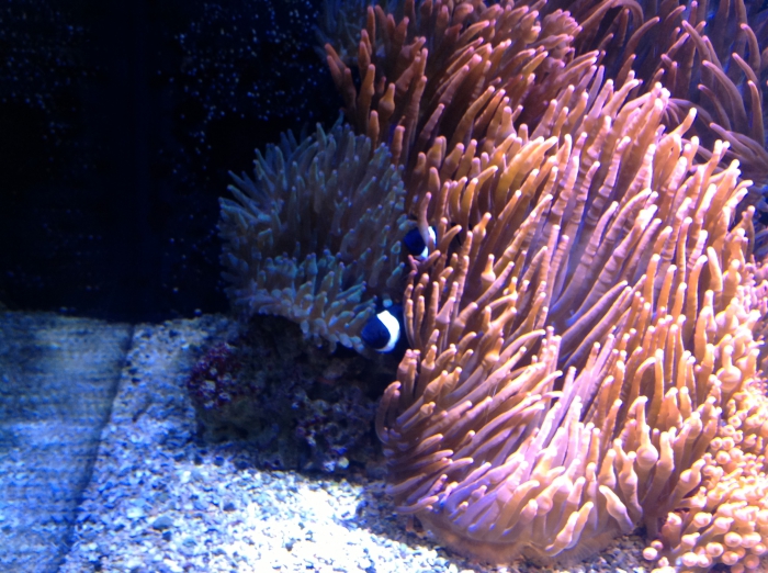 Aquarium Nausicaa