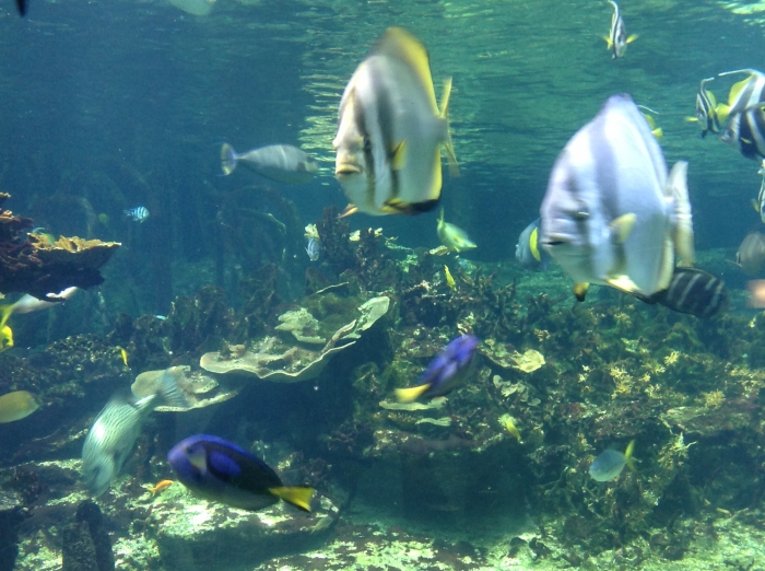 Aquarium Nausicaa